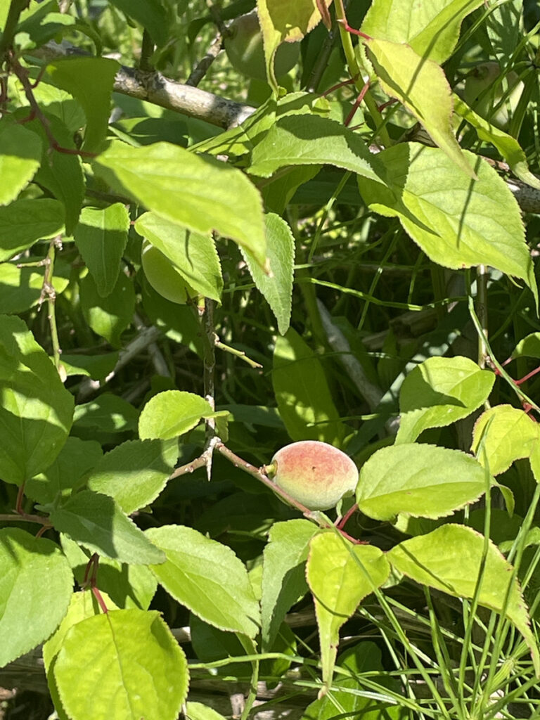 種まきから7年目にして、梅が実りました。